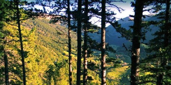 Tothom pot participar en la votació del projecte Boscos de Muntanya del Pirineu català.