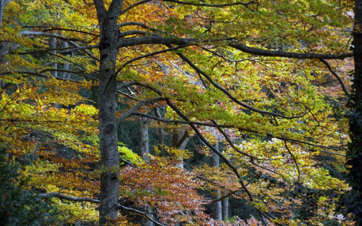 La Fagesa de la Grevolosa, a Osona, ha estat declarada arbreda monumental.