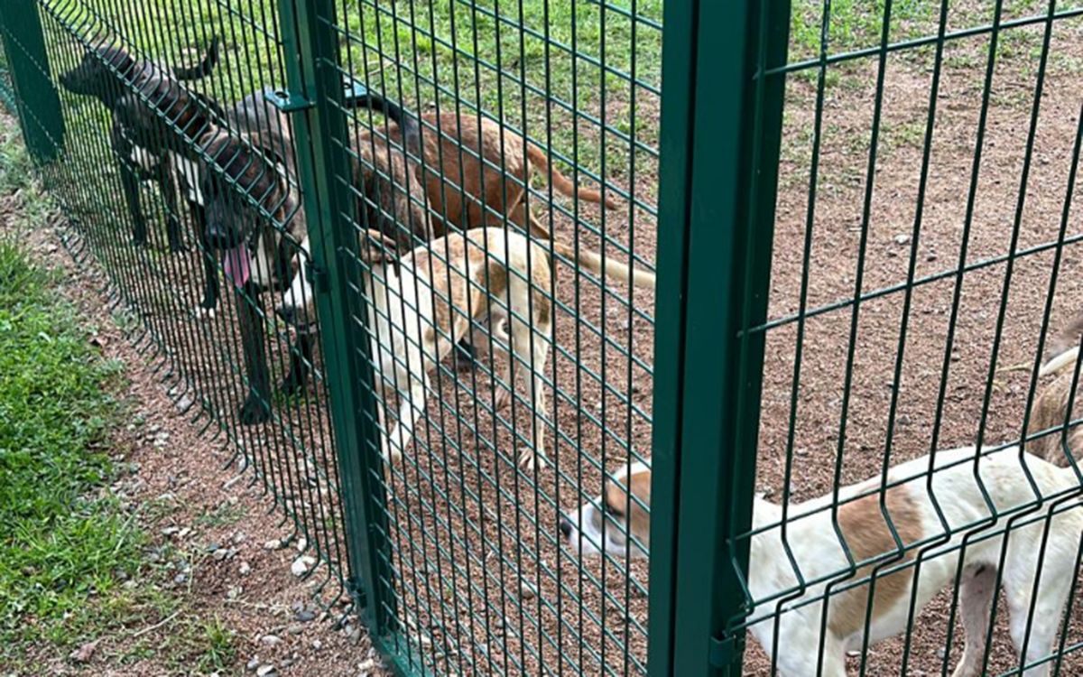 Alguns dels gossos abandonats al tancat del passeig del Ter de Manlleu en el moment del rescat.
