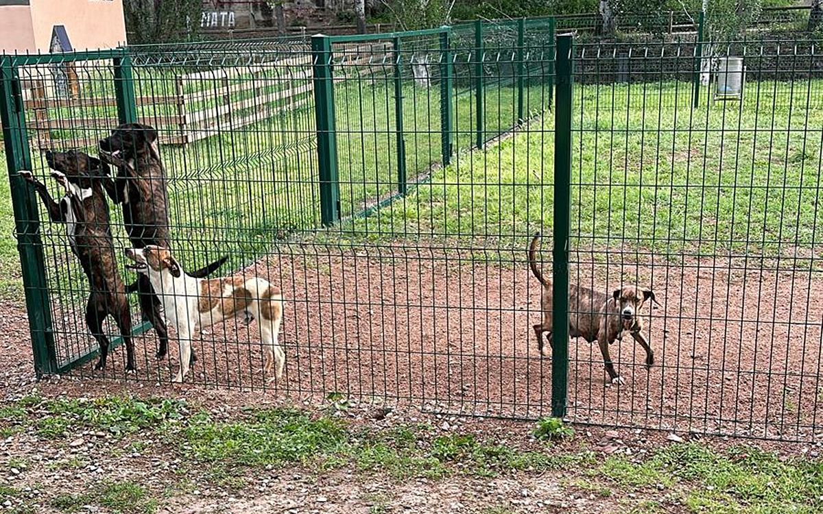 La Policia Local de Manlleu va trobar, aquest dilluns, 10 gossos abandonats al tancat del Passeig del Ter.