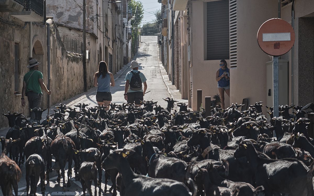 El ramat de 120 cabres en transhumància de Daniel Giraldo travessant Prats de Lluçanès direcció Sant Martí d'Albars.