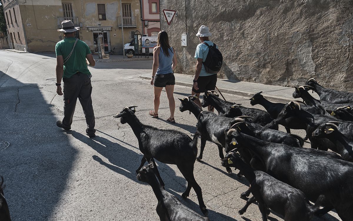 El ramat de 120 cabres en transhumància de Daniel Giraldo travessant Prats de Lluçanès.