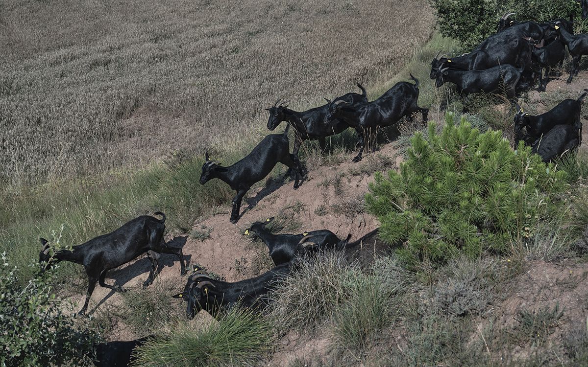 El ramat de 120 cabres en transhumància de Daniel Giraldo travessant Prats de Lluçanès.