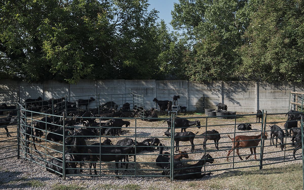 El ramat de 120 cabres en transhumància de Daniel Giraldo ha estat tres dies a Prats de Lluçanès.