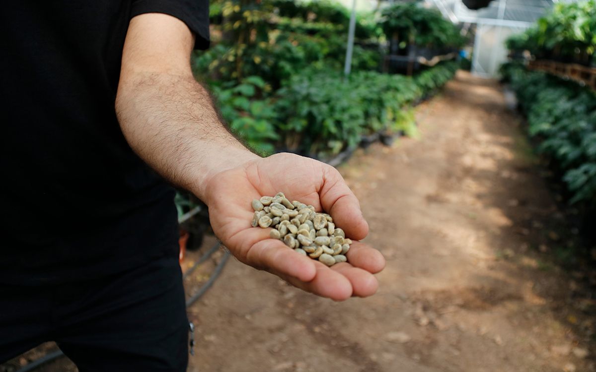 Grans de cafè de la finca de Castellvilar, a Sant Vicenç de Torelló.