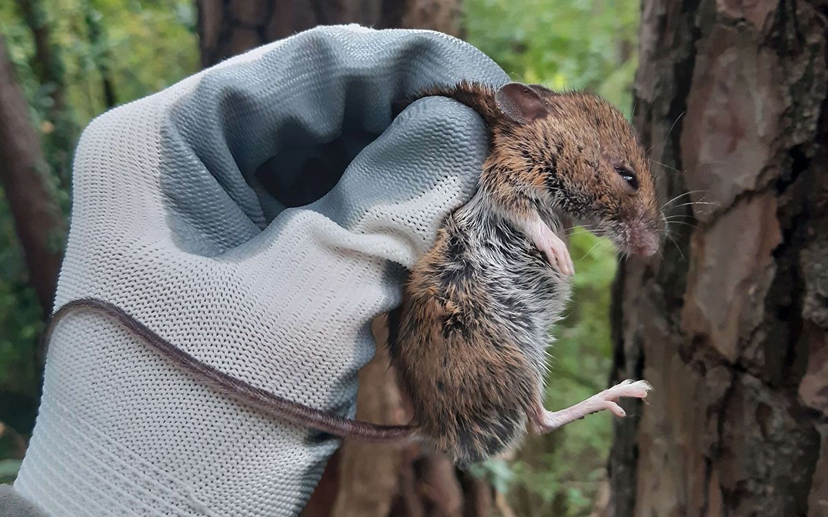 Un ratolí de bosc observat al Parc del Castell de Montesquiu aquesta tardor