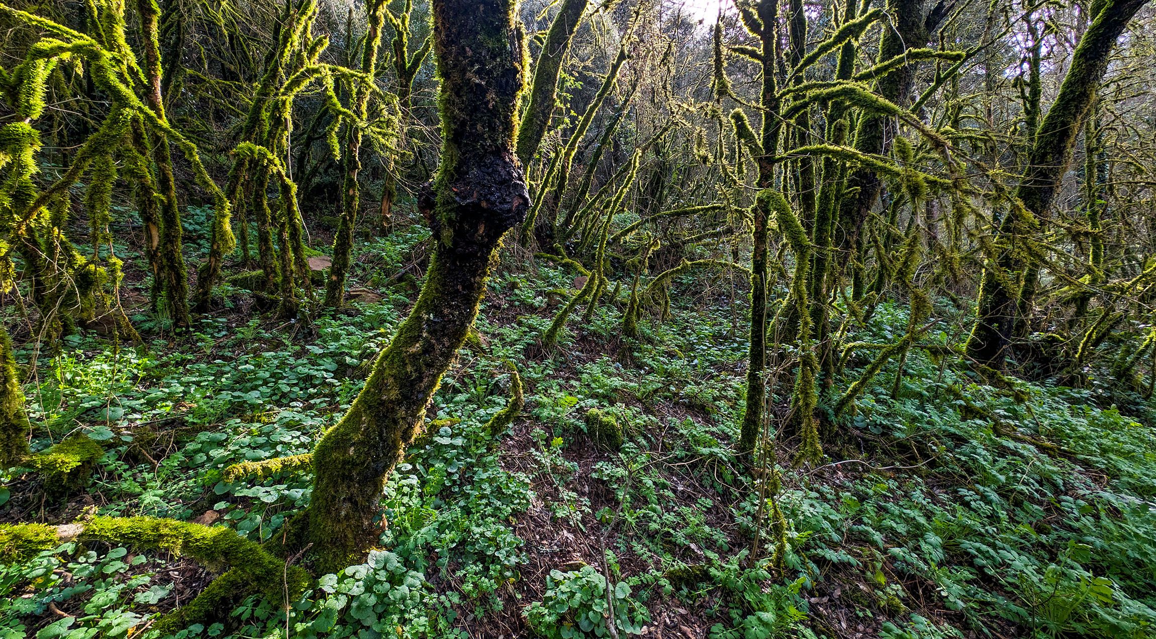 Un bosc de les Guilleries, Osona.