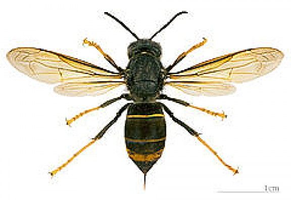 Un exemplar de vespa asiàtica