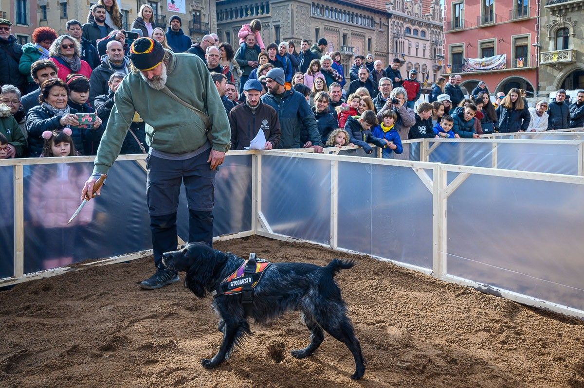 Un dels participants en el segon Campionat de Catalunya de Gossos Tofonaires amb una gran expectació