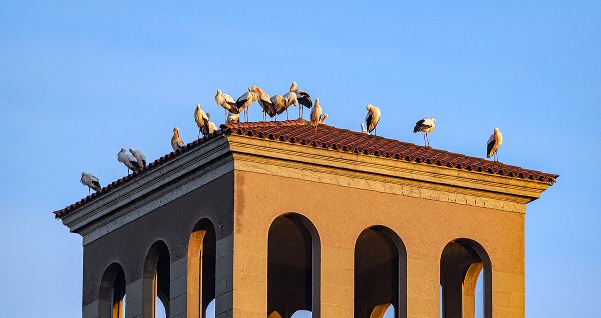 Les cigonyes fent parada a les torres del Seminari de Vic