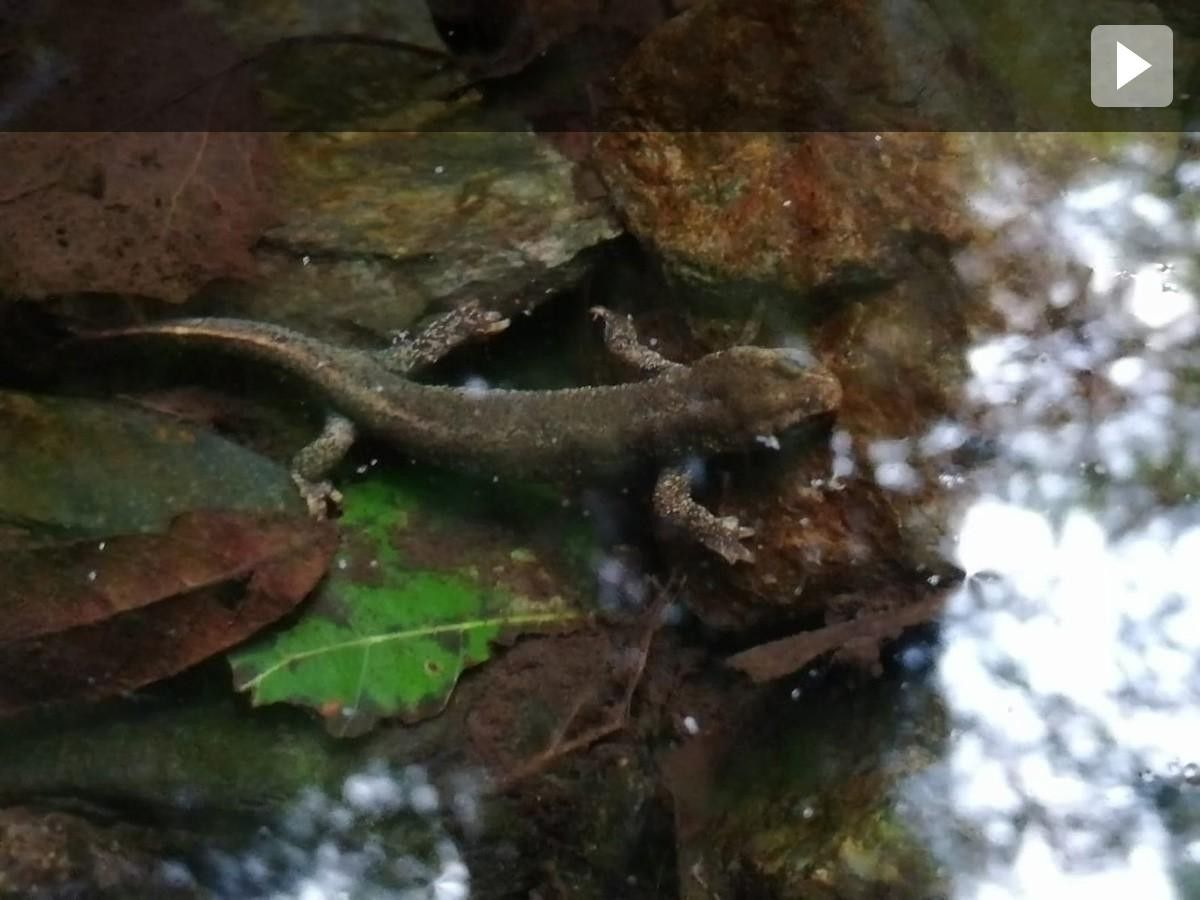 El tritó del Montseny és l'amfibi més amenaçat d'extinció d'Europa Occidental