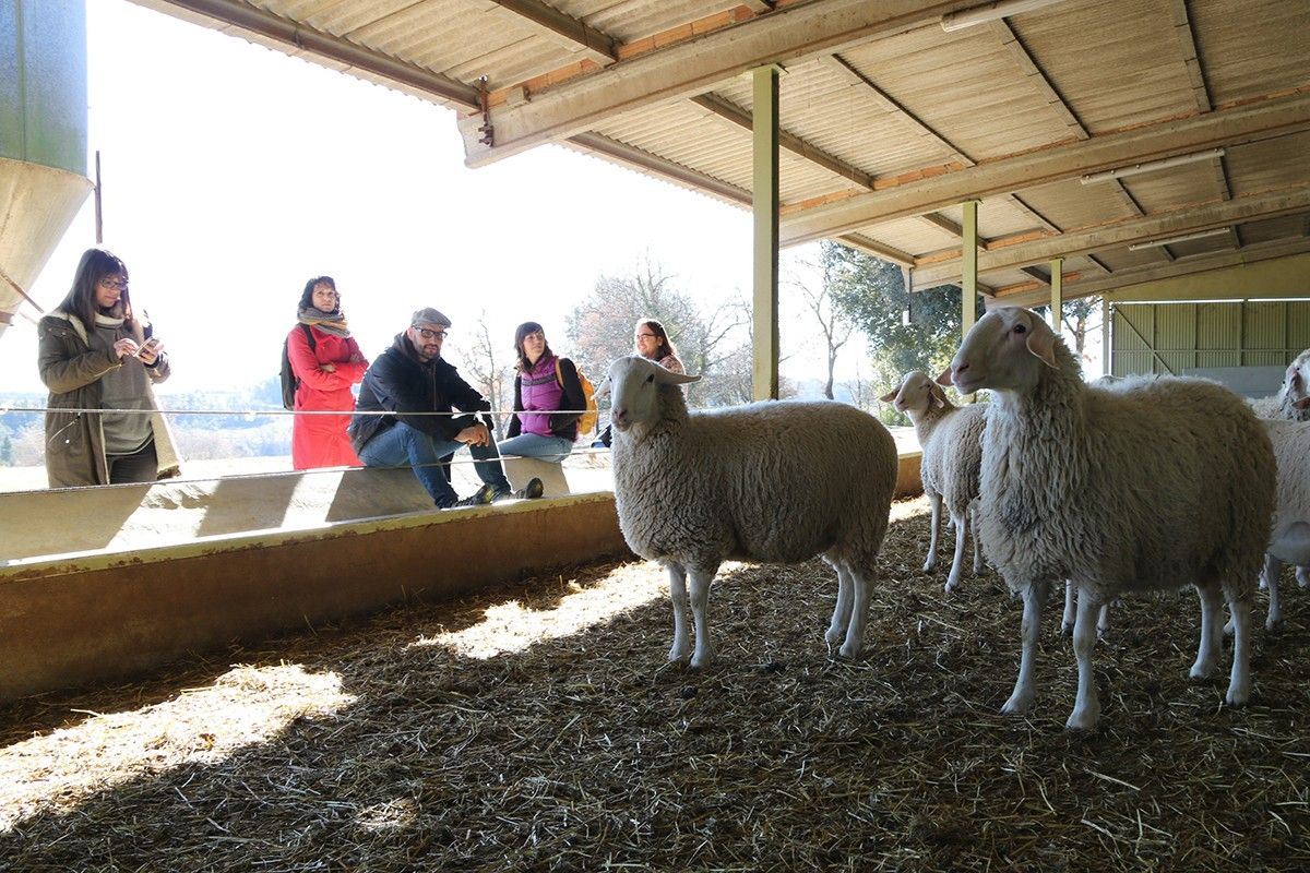L'ecogranja Betara amb les ovelles mentre realitzen una de les visites guiades.
