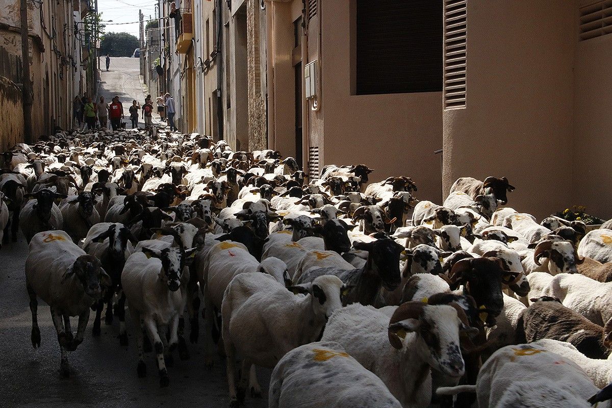 Les ovelles passant pel centre de Prats de Lluçanès