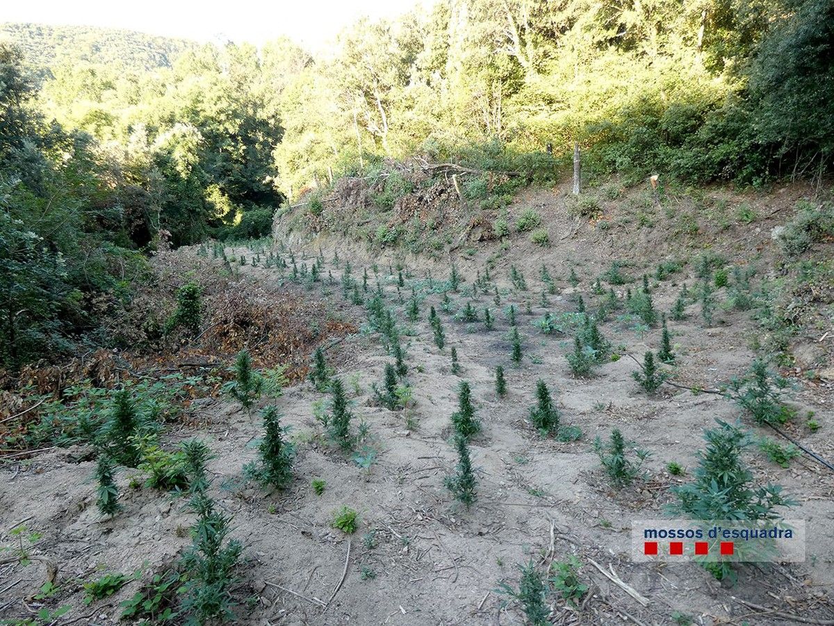 La plantació de 3.244 plantes de marihuana a Arbúcies, al Parc Natural del Montseny