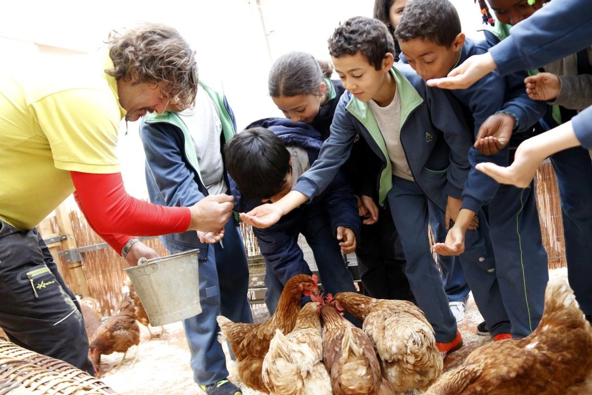 Alumnes de l'escola Pare Coll donen de menjar a les gallines en un dels tallers de 'La Casa de Pagès'