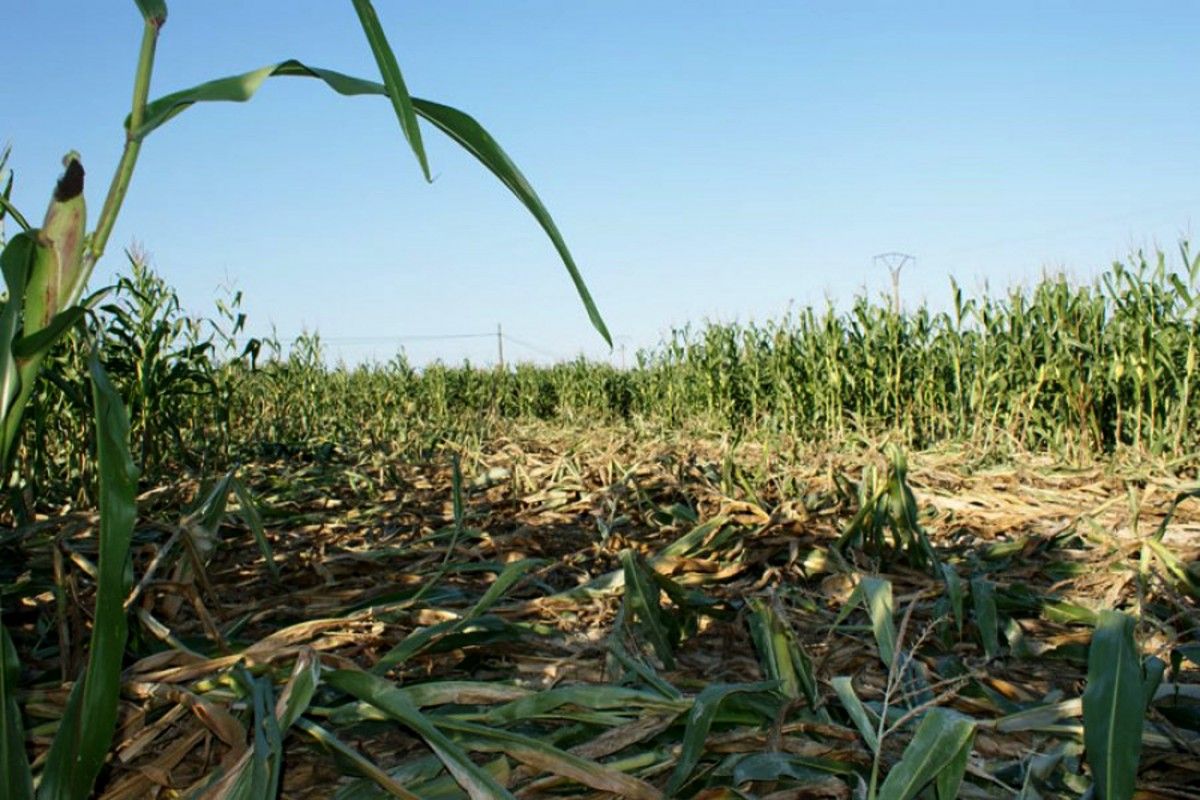 Un camp de blat de moro amb destrosses evidents provocades per senglars