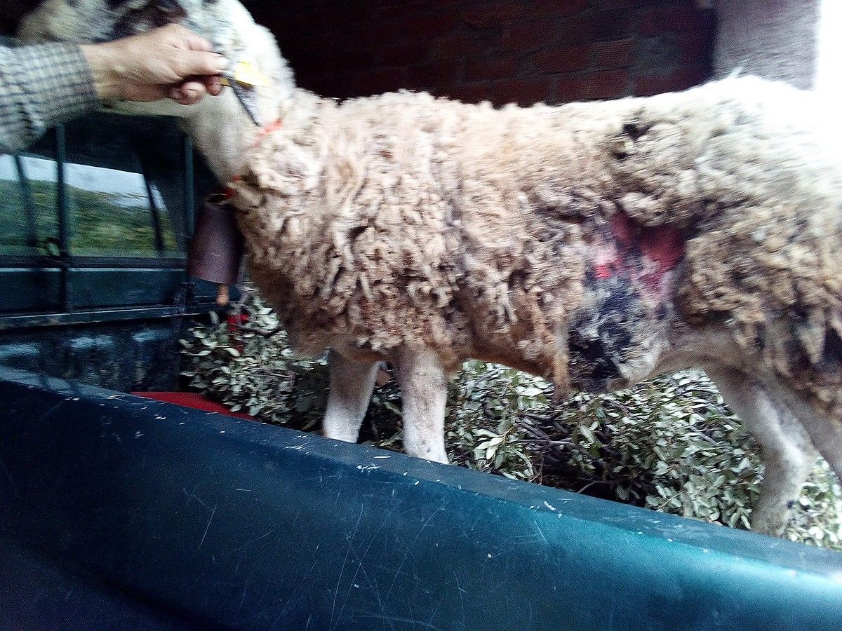 Una de les ovelles ferides per gossos a Collformic