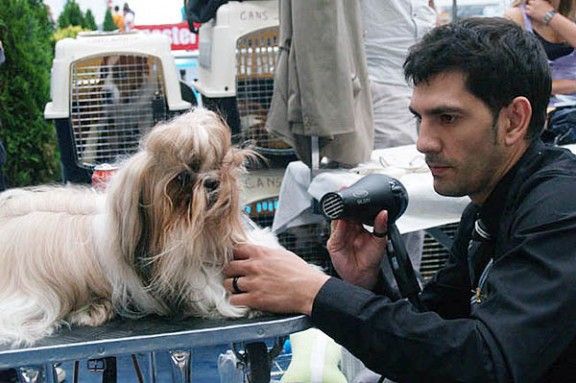 Un dels participants al XV Exposició Nacional Canina Ciutat de Vic, pentinant el seu gos.
