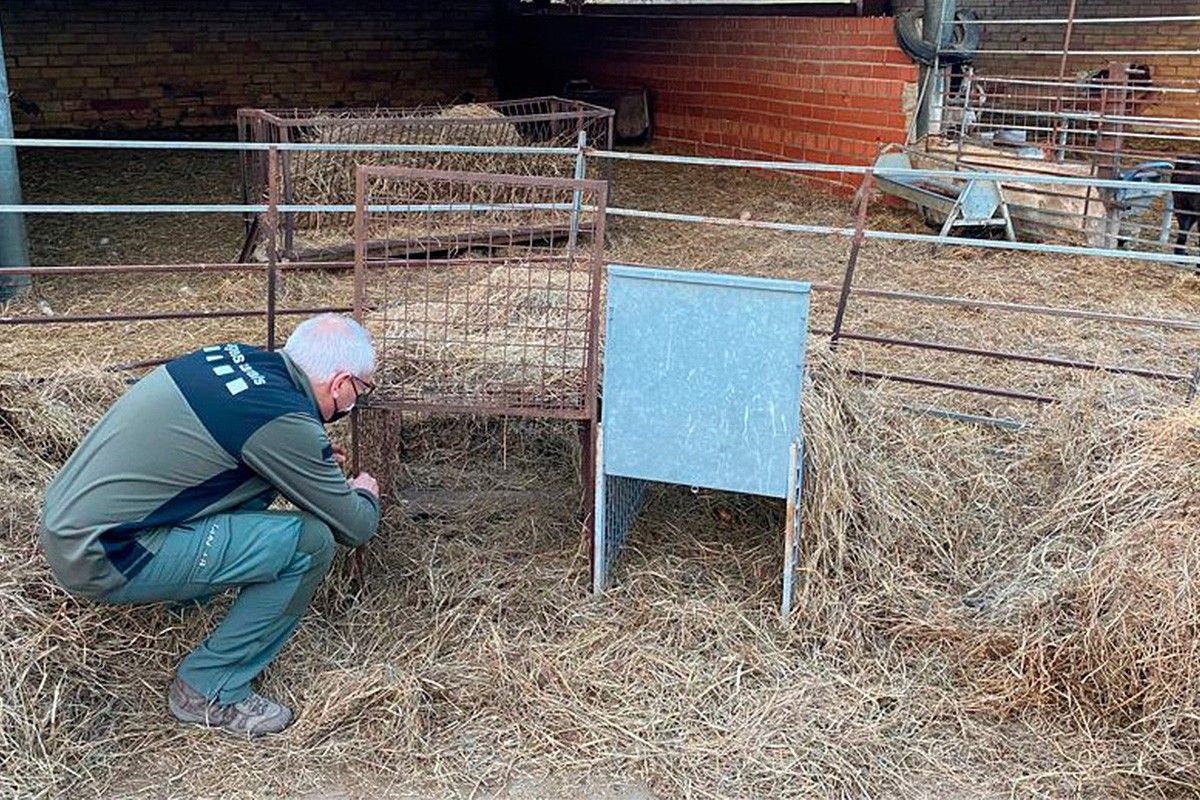 Un agent rural una caixa trampa per poder capturar els gossos que van provocar la matança de 221 xais a Tavèrnoles
