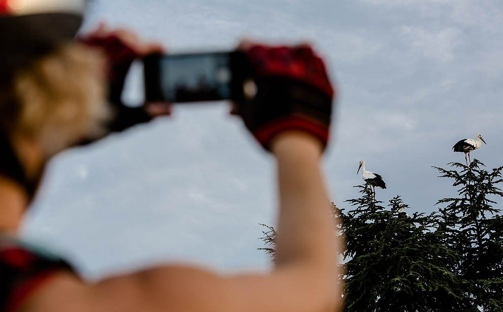 Una ciclista fotografiant les cigonyes amb el mòbil.