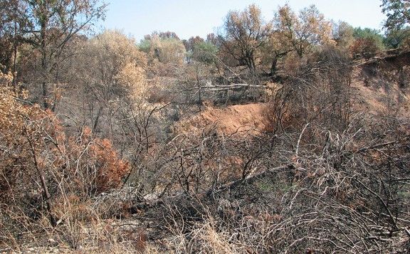 Boscos cremats d'Horta un any després