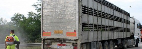 El camió que ha servit per transportar els porcs del camió bolcat.