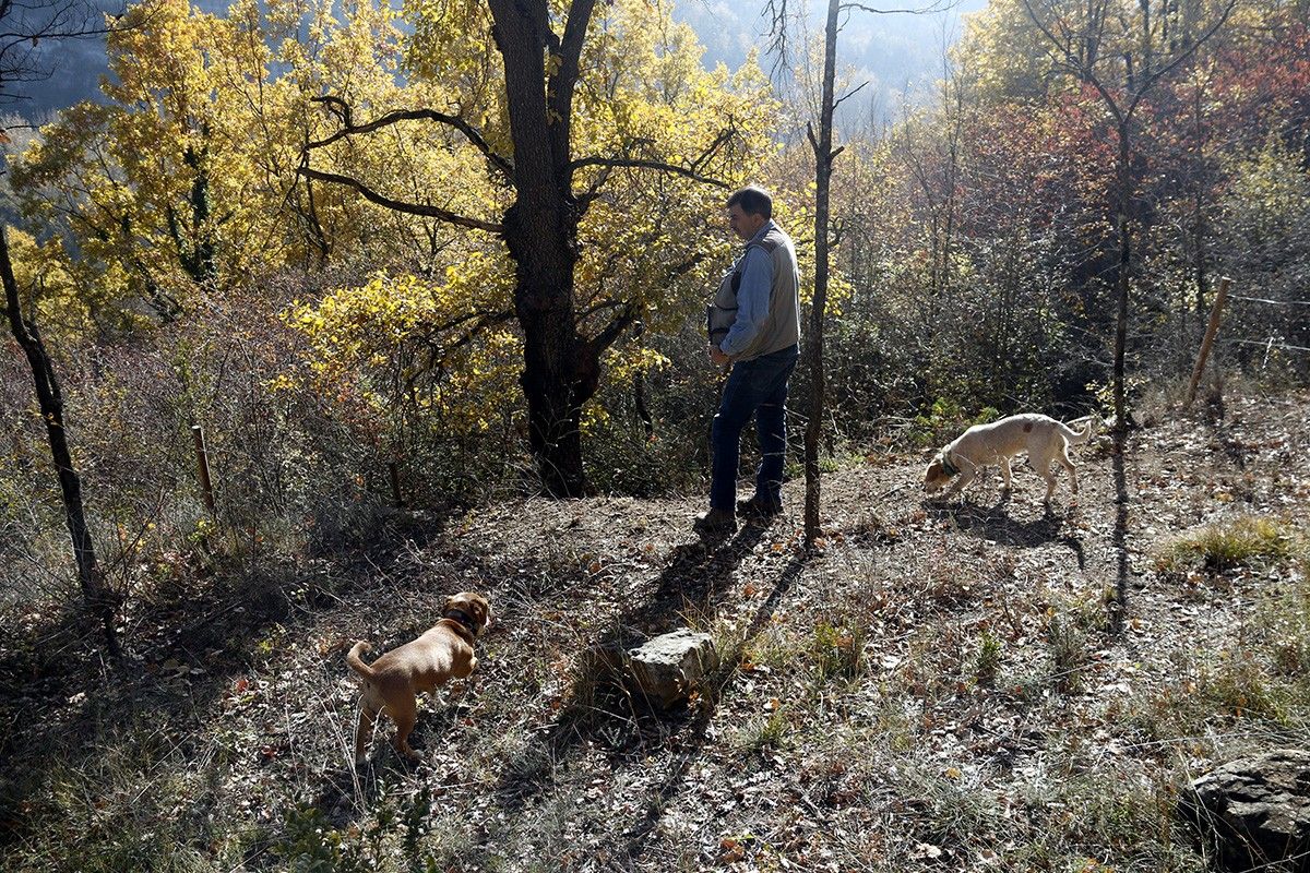 Josep Alhama i els seus dos gossos busquen sense èxit tòfones en una zona on habitualment n'hi ha
