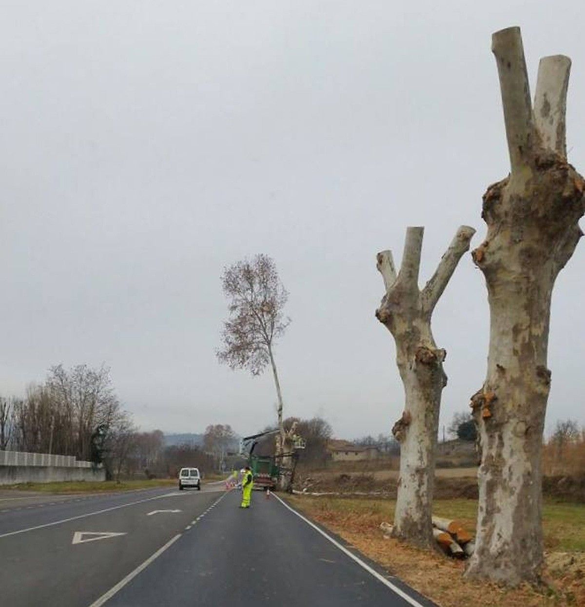 La tala d'arbres de la carretera de la Gleva