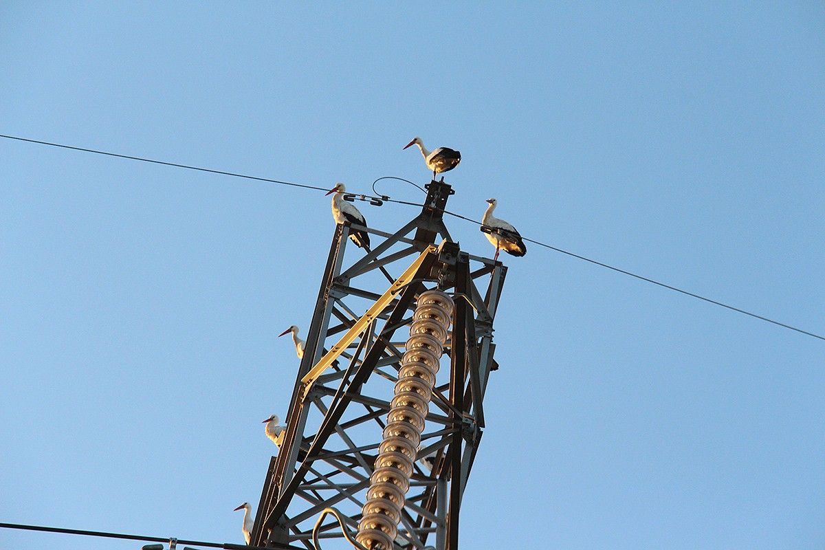 El grup de cigonyes, en una torre elèctrica de les Masies de Voltregà