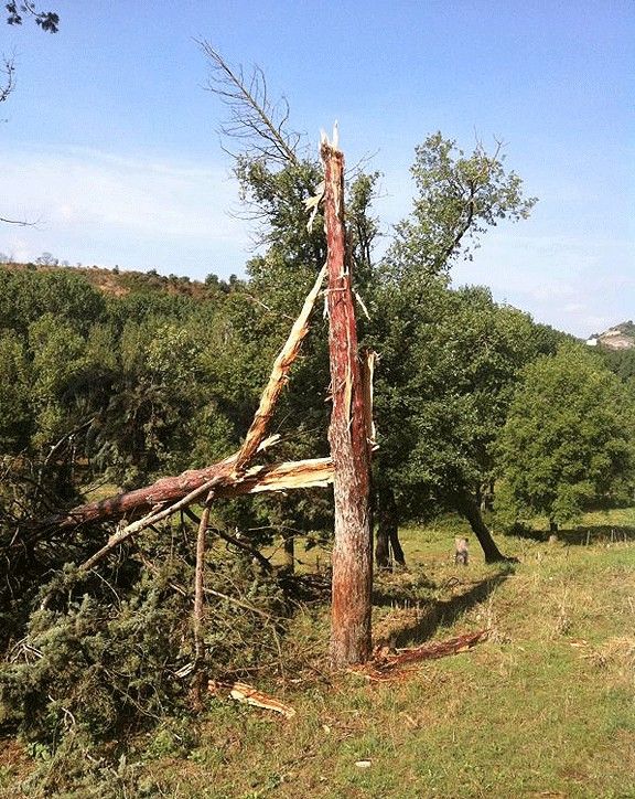 Un llamp va partir un arbre de la zona de la Coromina, de Torelló. 