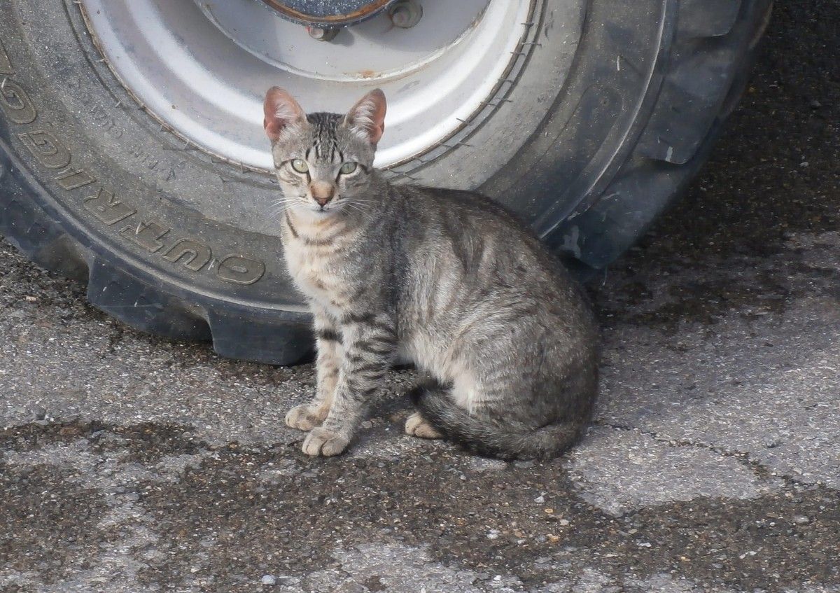 Un gat de carrer.