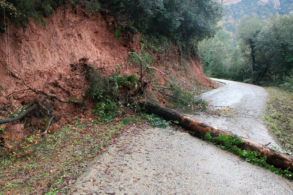 Un arbre arrencat a causa d'una esllavissada a la carretera petita que va de Vilanova de Sau fins el parador