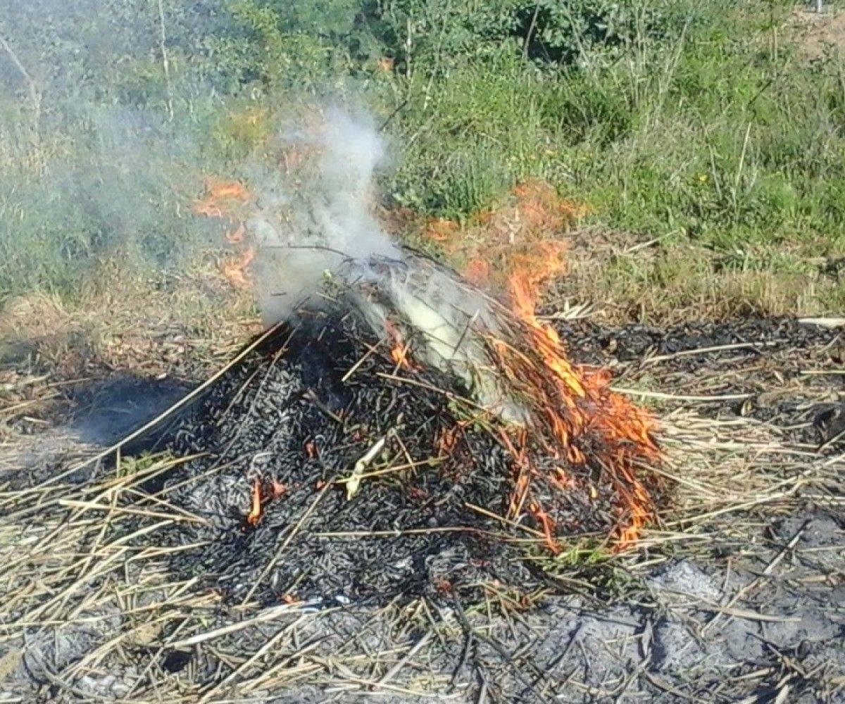 Especialment, no es poden cremar restes de poda i d’aprofitaments forestals, agrícoles o de jardineria.