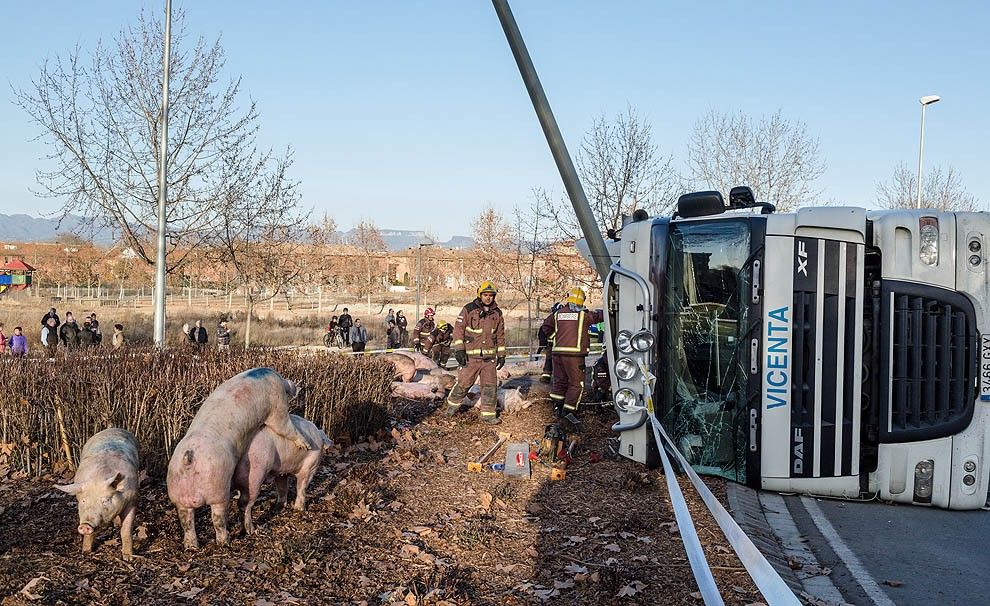 Els porcs, al costat del camió accidentat