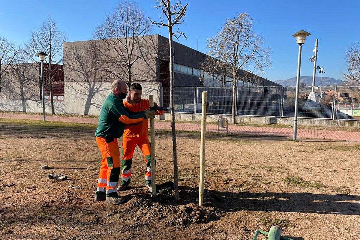 El servei de manteniment de Torelló plantant els nous arbres