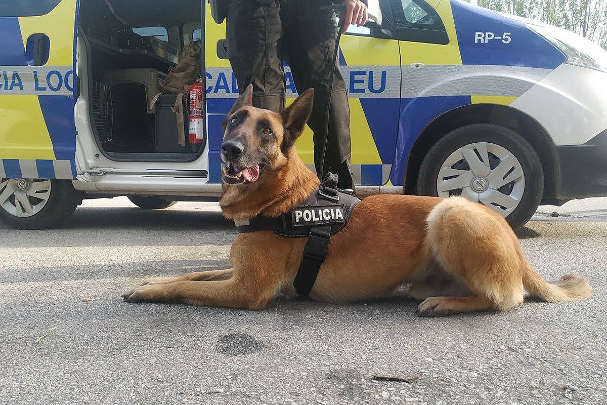 Eir, el primer gos policia de Manlleu