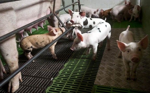 Porcs en una granja