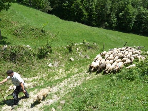 Pas de les ovelles pel camí ramader del Lluçanès.
