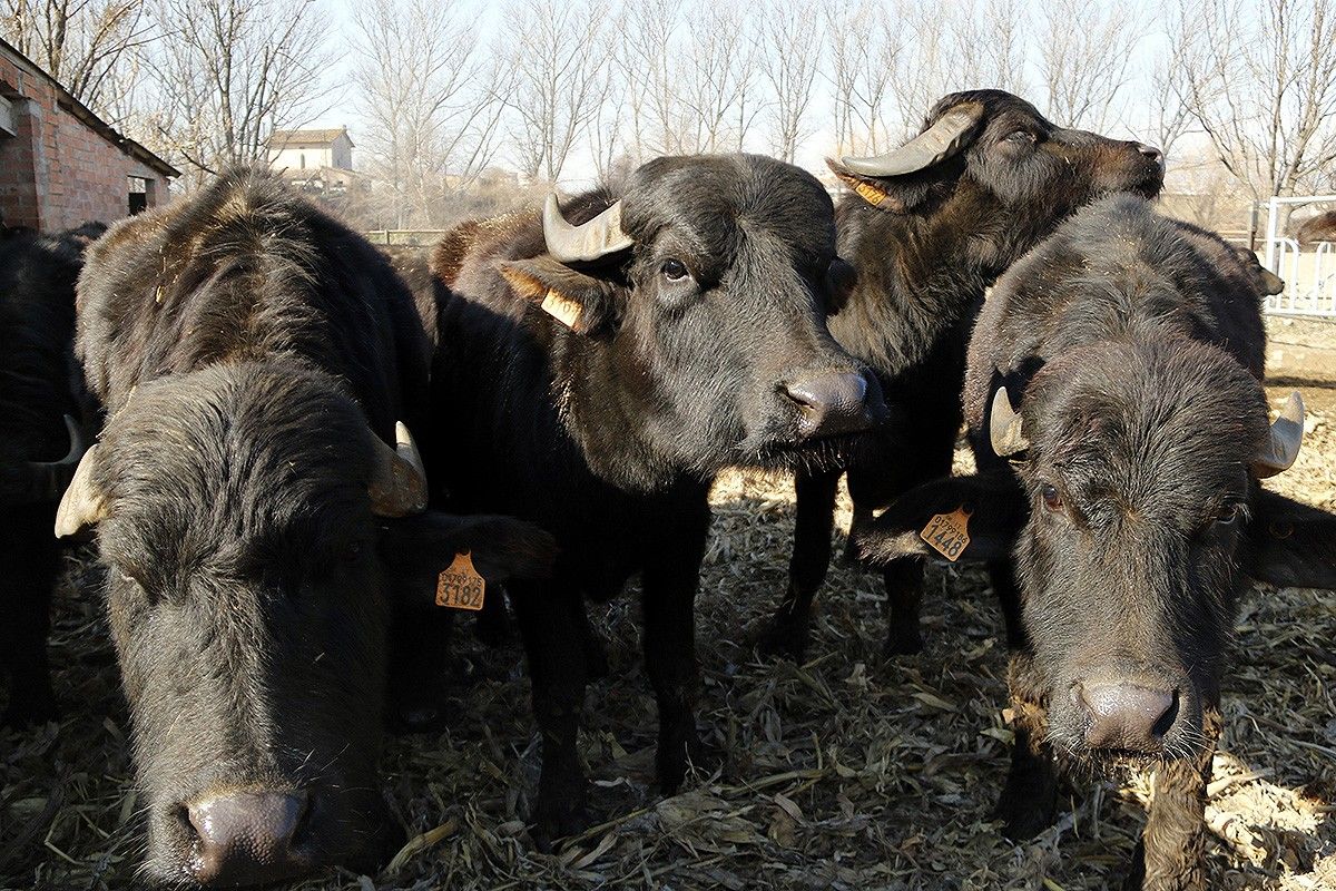 Búfales en una granja dels afores de Vic. 