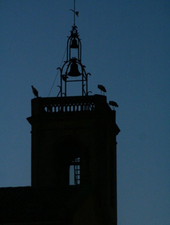 Cigonyes al campanar de l'església de Tona.