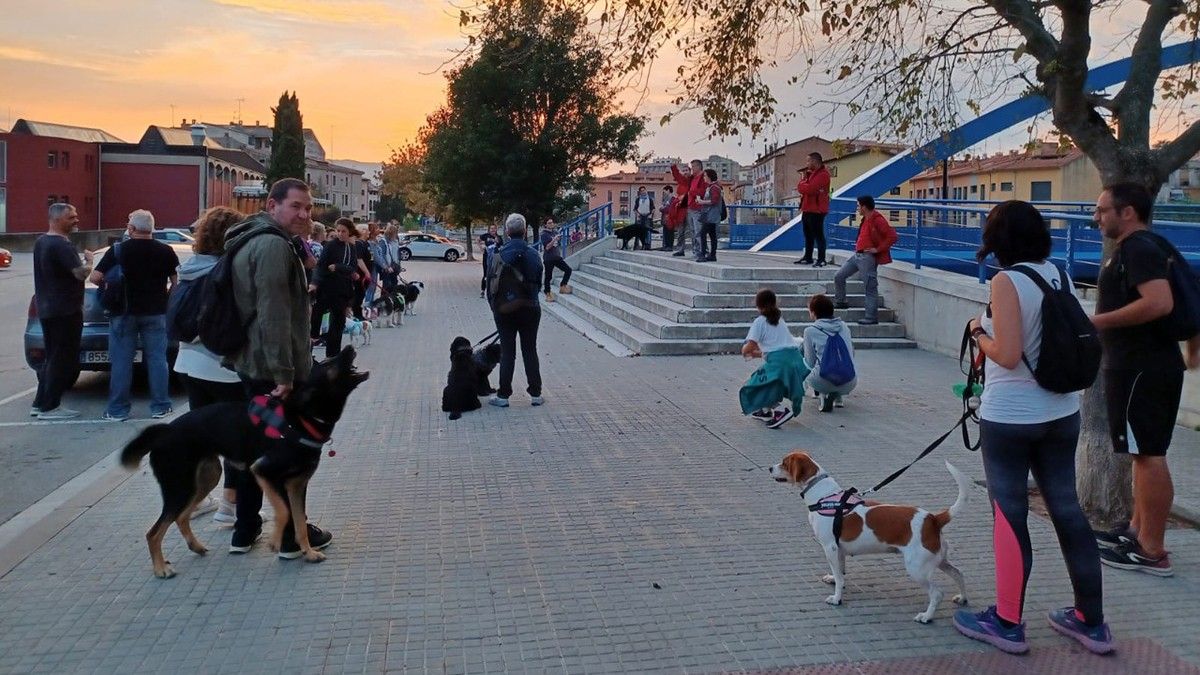 Passejada canina a Torelló.