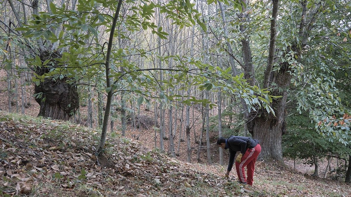 Un treballador del Centre de Manipulació de la Castanya collint els fruits d'una temporada amb menys producció