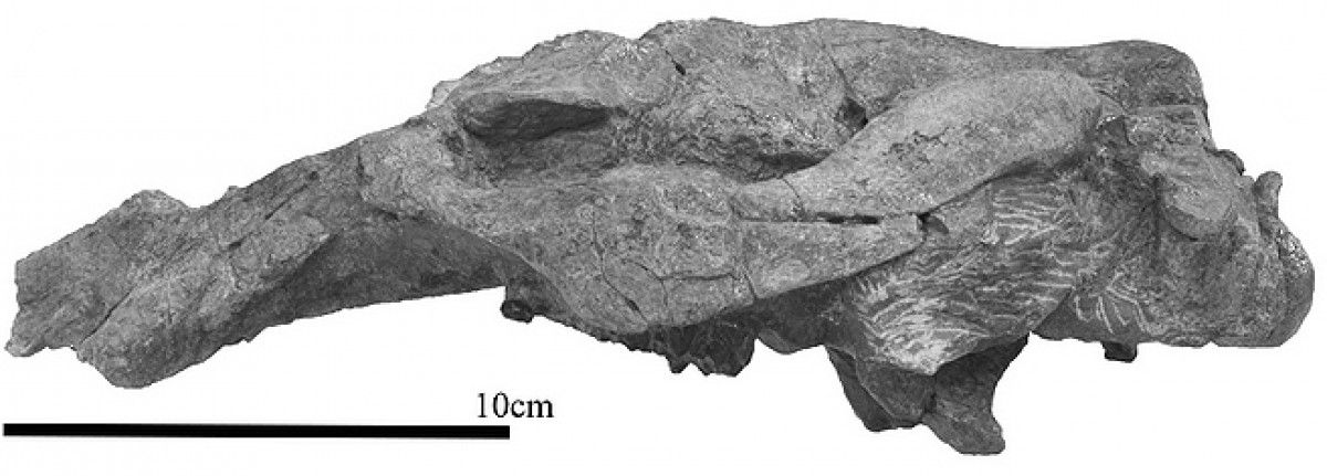 El crani del Prototherium ausetanum trobat a Tona