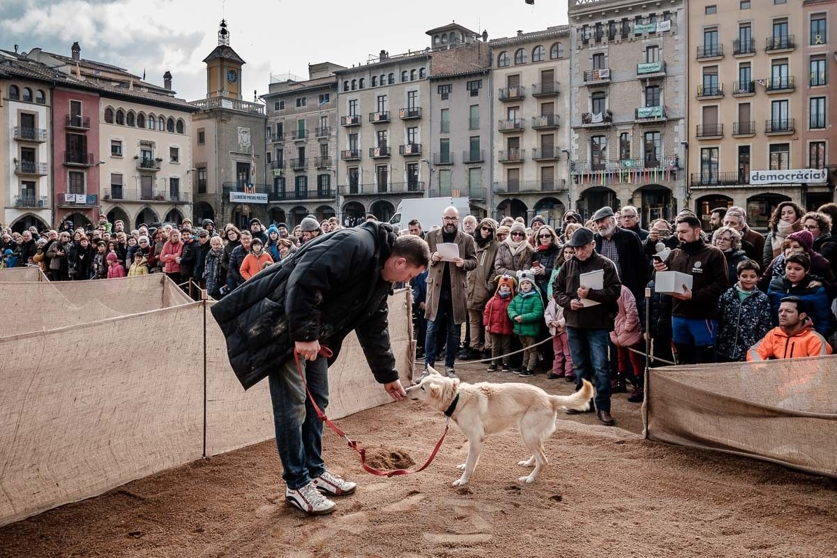 Campionat de Catalunya de Gossos Tofonaires, a la plaça de Vic, l'any passat