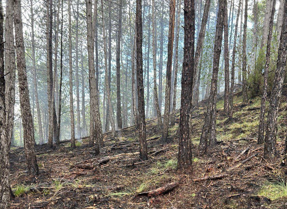 L'incendi ha cremat uns 500 m2 de vegetació forestal
