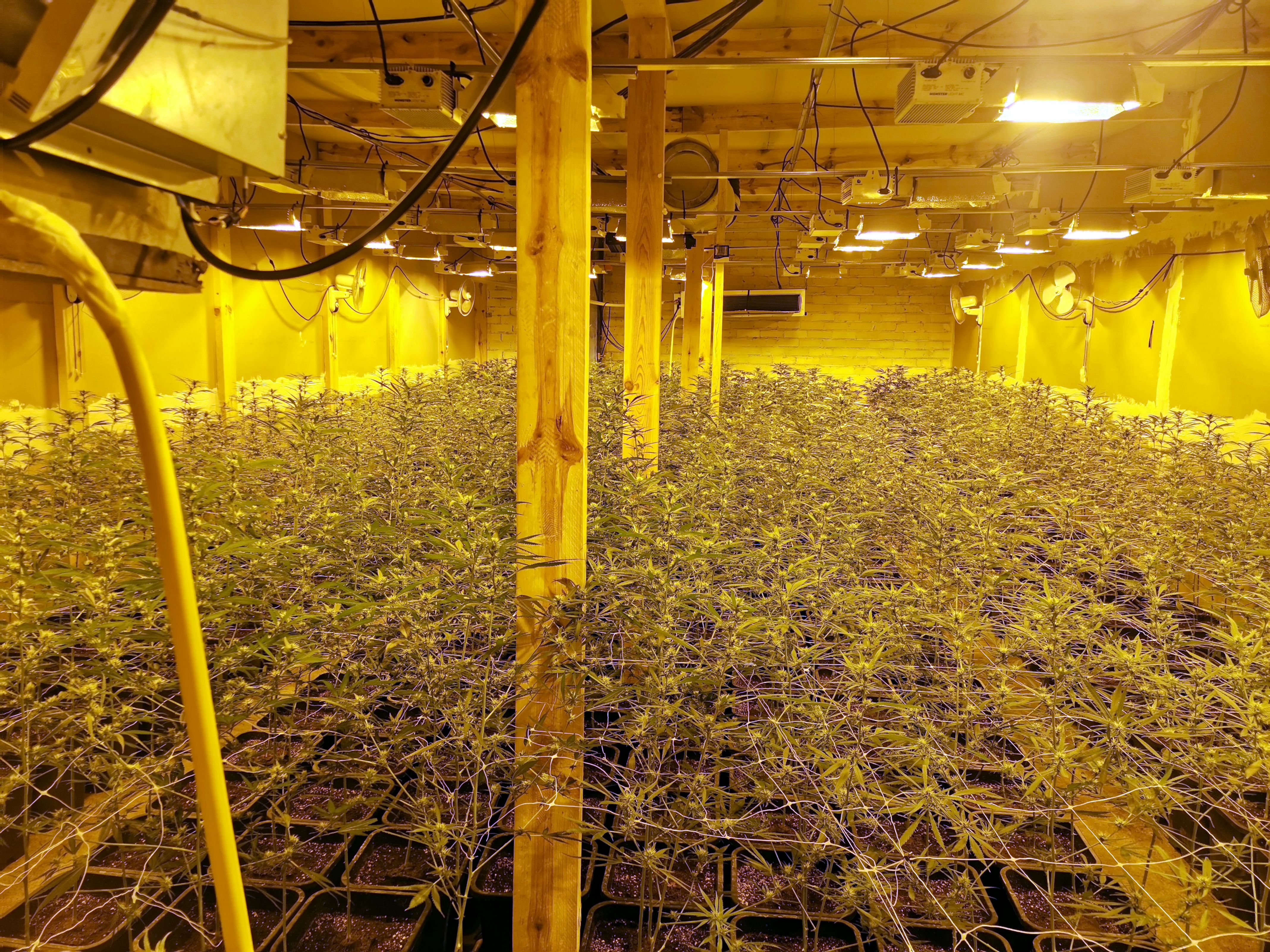Imatge de la plantació de marihuana en una nau en desús de Torà