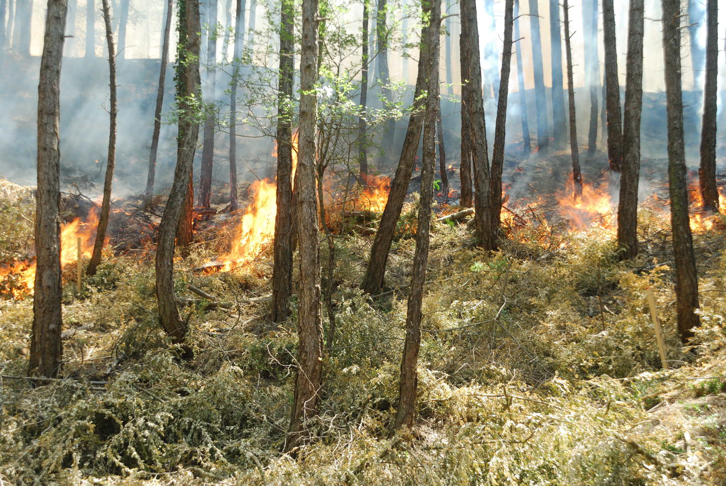 Una crema forestal