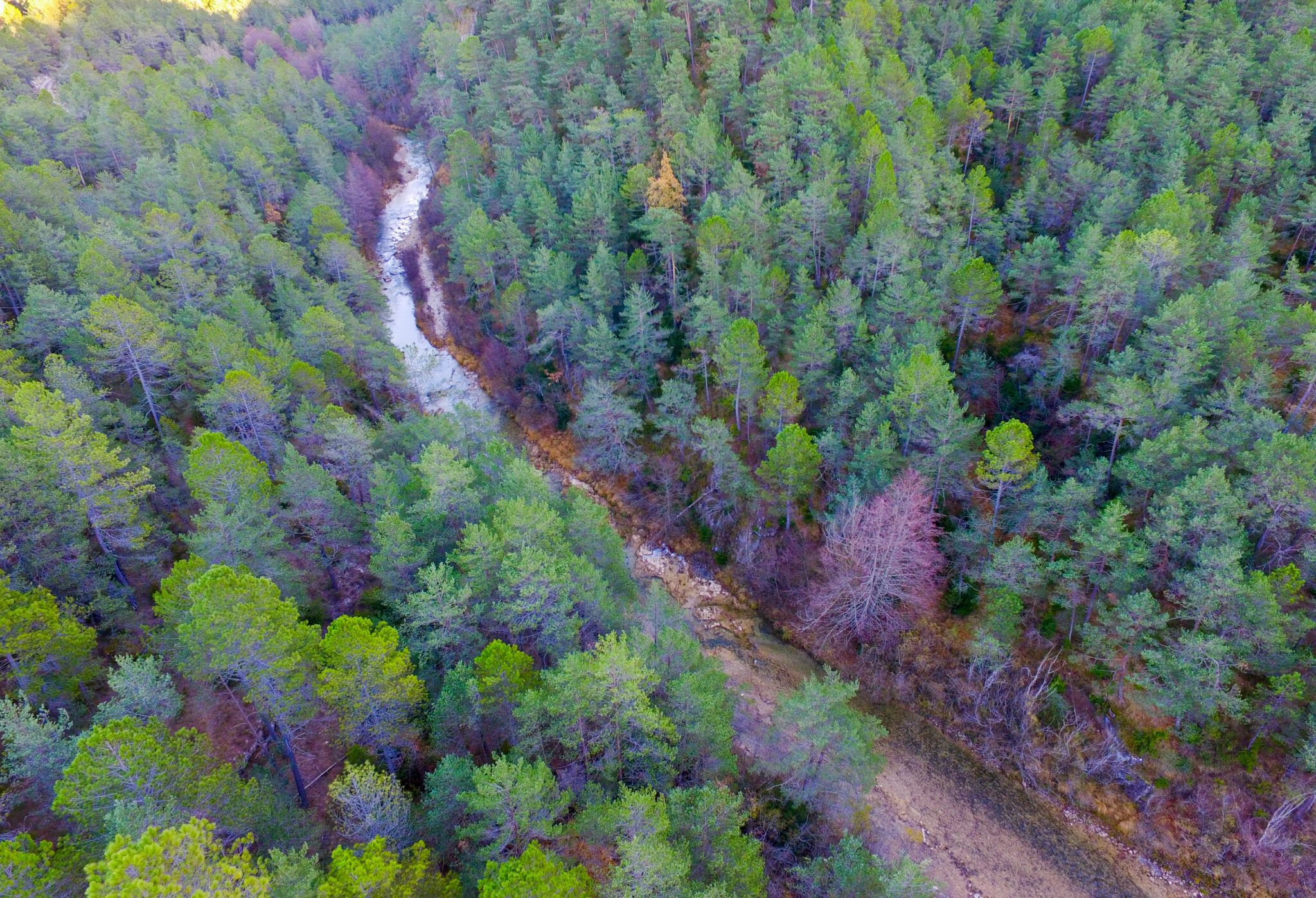 Associació Forestal Vall de Lord