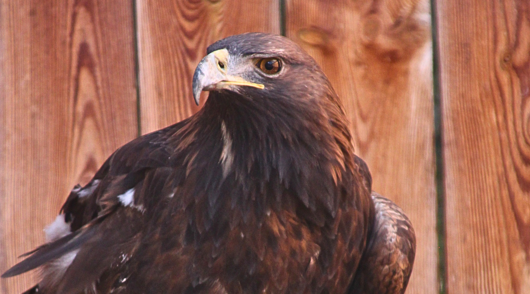 L'àguila Glòria