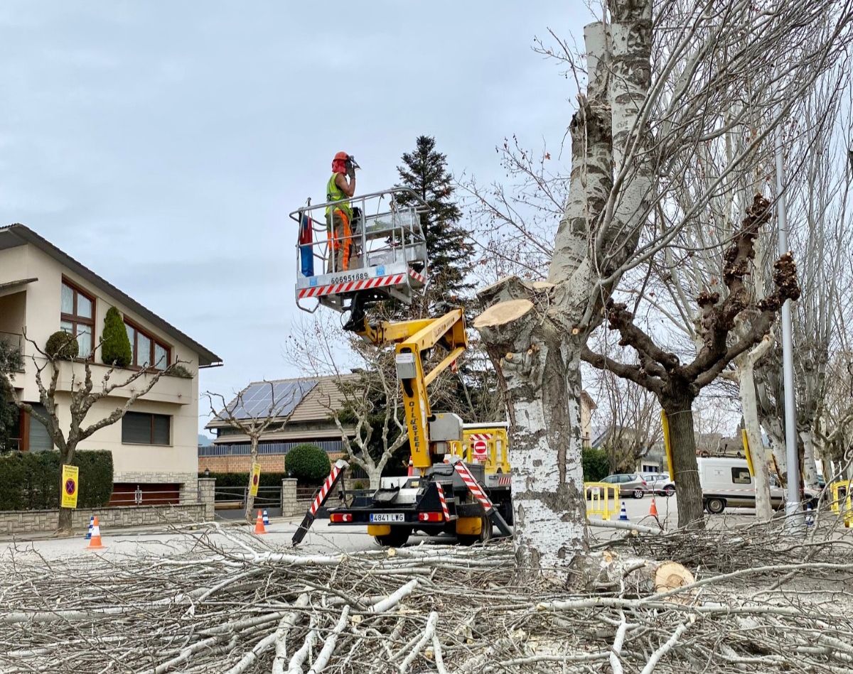 Poda d'arbres a Solsona